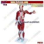 Human muscle model 80cm