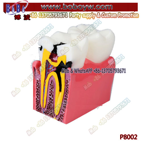 Dental study model plastic periodontal teeth human medical decay anatomy teeth teeth model