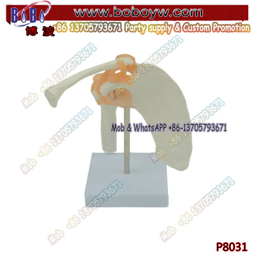 Shoulder Joint Model with ligament CE PVC anatomy model for school  learning