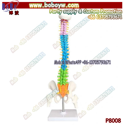 45cm color human spine spine pelvis cervical spine bone model massage orthopaedic pain department orthopedics