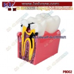 Dental study model plastic periodontal teeth human medical decay anatomy teeth teeth model