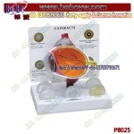 Medical Science Human 6 Parts 3D Plastic Cataracts Eye Anatomical Model Anatomical Models