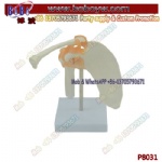 Shoulder Joint Model with ligament CE PVC anatomy model for school  learning