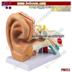 Human Ear Anatomy Model Biological Teaching Aids Ear anatomy magnified model Construct model inner ear labyrinth