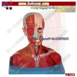 Head and neck vascular nerve attached to the brain model Removable 20 digital logo